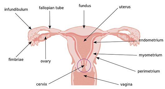 ectopic pregnancy sites